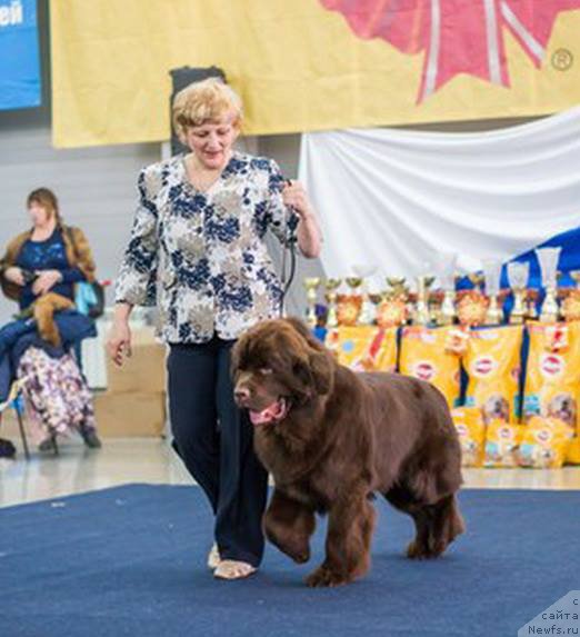 Фото: ньюфаундленд N'yufort Vashe Velichestvo Brabus (Ньюфорт Ваше Величество Брабус), Svetlana Panchenko (Светлана Панченко)