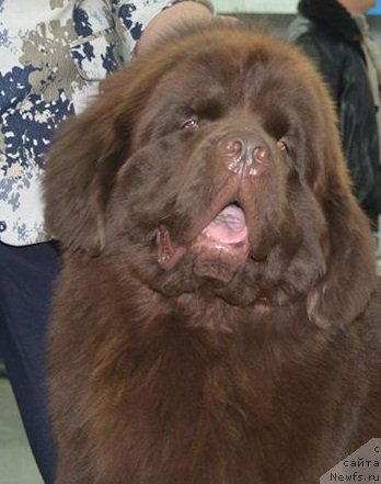 Фото: ньюфаундленд N'yufort Vashe Velichestvo Brabus (Ньюфорт Ваше Величество Брабус)