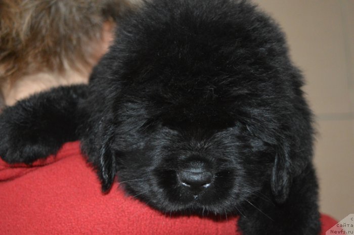 Фото: ньюфаундленд Optimum iz Antagrada (Оптимум из Антаграда)