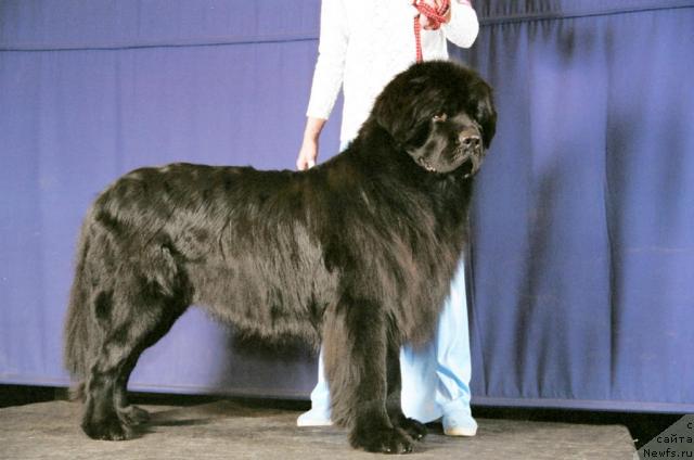 Фото: ньюфаундленд Vivat Vialiki Miadzvedz (Виват Вялiкi Мядзведзь)