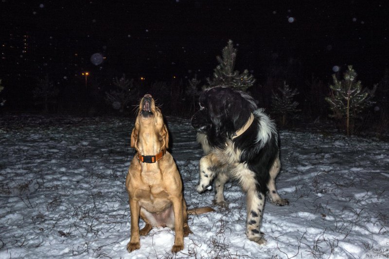 Фото: ньюфаундленд Sunny Safranit Citrine (Сунну Сафранит Цитрине)