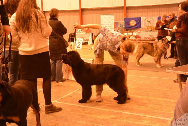 Фото: ньюфаундленд N'yufort Ee Velichestvo Viktoriya (Ньюфорт Ее Величество Виктория), Lyudmila Horikova (Людмила Хорикова)