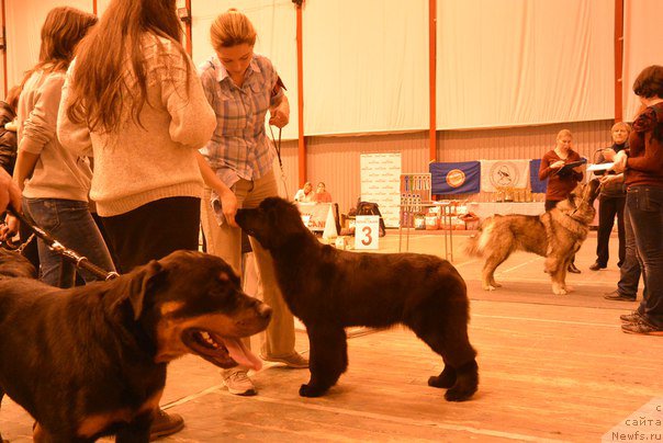 Фото: ньюфаундленд N'yufort Ee Velichestvo Viktoriya (Ньюфорт Ее Величество Виктория), Lyudmila Horikova (Людмила Хорикова)