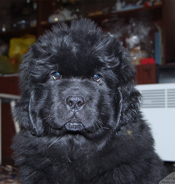 Фото: ньюфаундленд Super Bizon Osen' (Супер Бизон Осень), 2 месяца