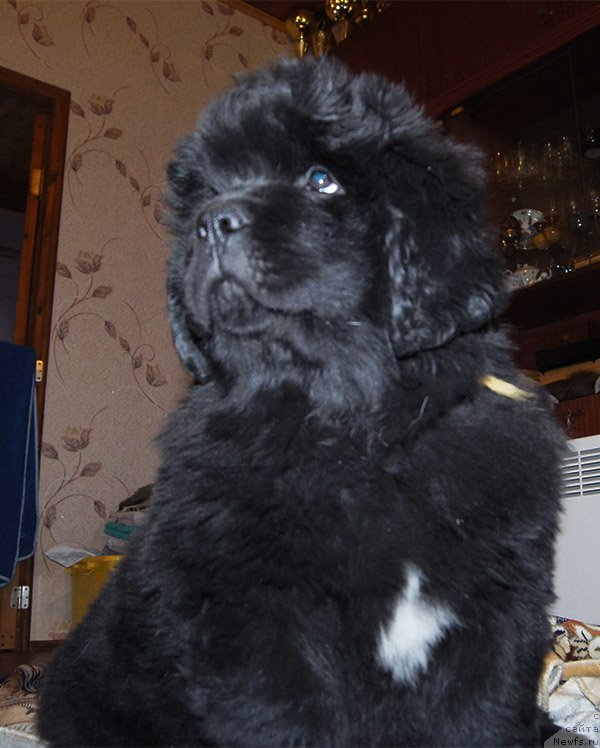 Фото: ньюфаундленд Super Bizon Osen' (Супер Бизон Осень), 2 месяца