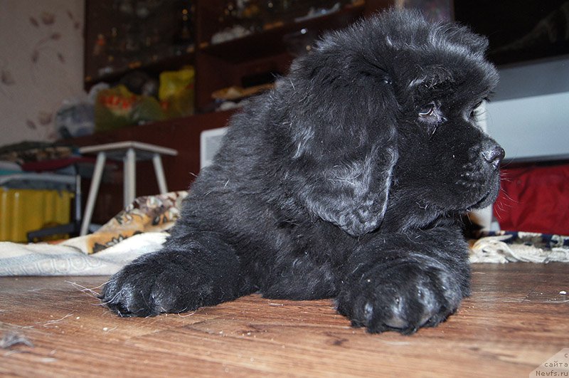 Фото: ньюфаундленд Super Bizon Osen' (Супер Бизон Осень), 2 месяца