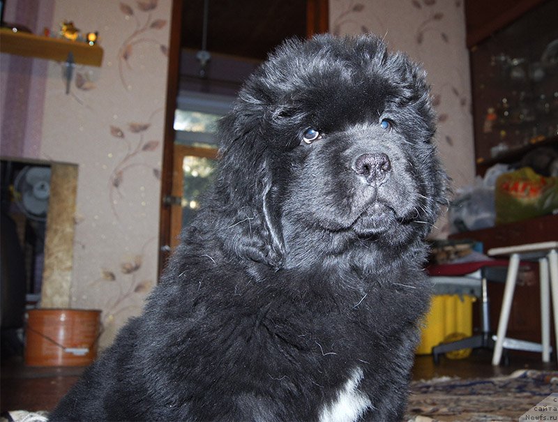 Фото: ньюфаундленд Super Bizon Osen' (Супер Бизон Осень), 2 месяца