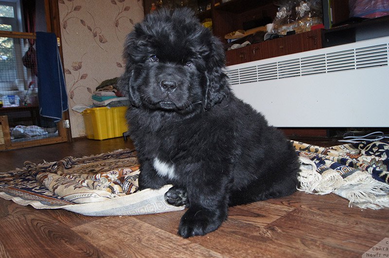 Фото: ньюфаундленд Super Bizon Osen' (Супер Бизон Осень), 2 месяца