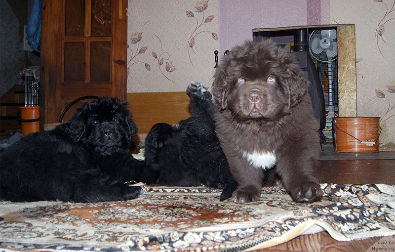 Фотография № 196137