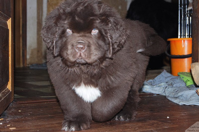 Фотография № 196139