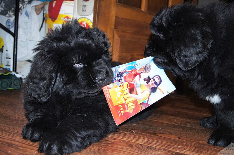 Фотография № 196144