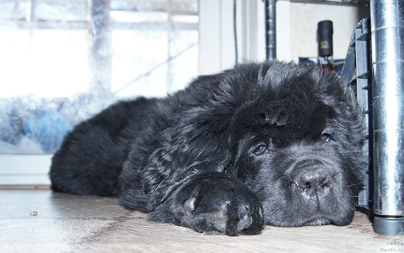 Фотография № 196148