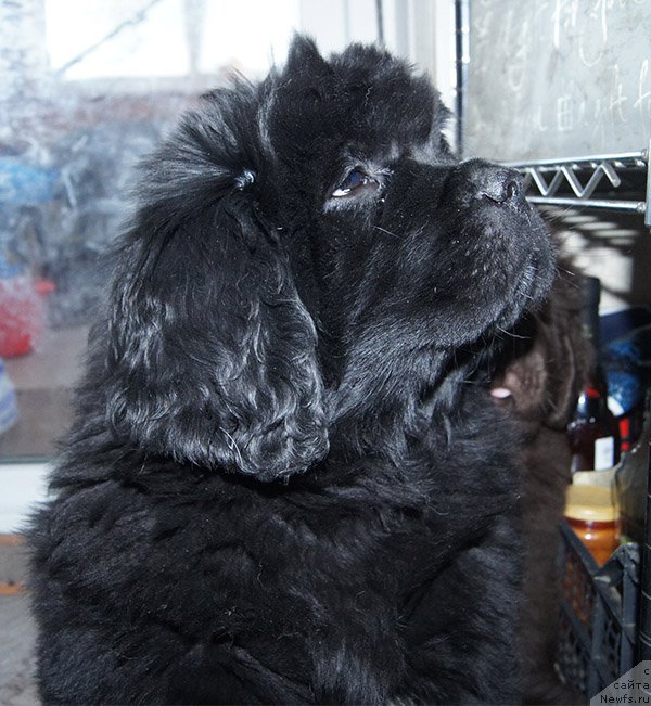 Фотография № 196149