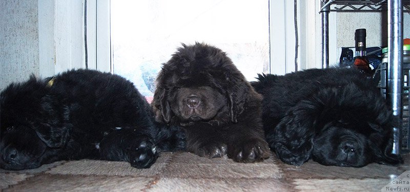 Фотография № 196155