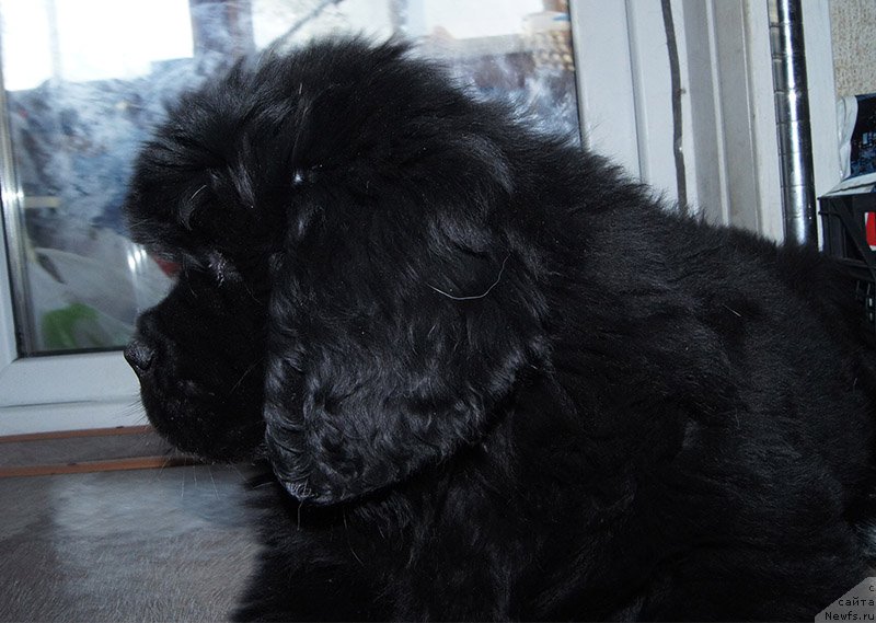 Фото: ньюфаундленд Super Bizon Ollisiya (Супер Бизон Оллисия), 2 месяца