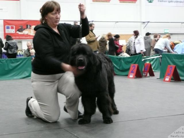 Фото: ньюфаундленд Prima Vialiki Miadzvedz (Прима Вялiкi Мядзведзь)