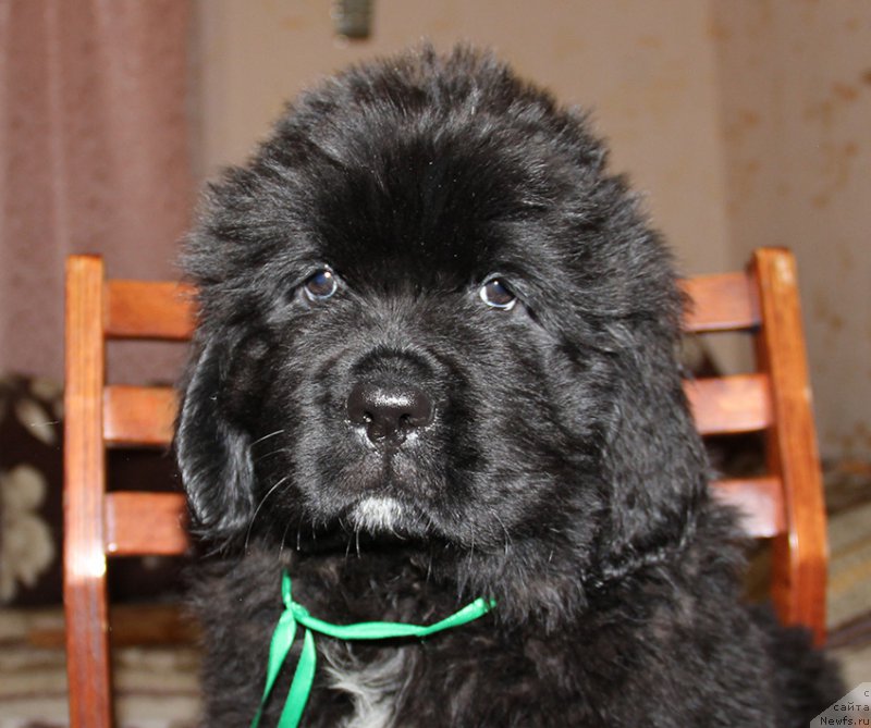 Фото: ньюфаундленд Zlat Konstaleks Logan (Злат Консталекс Логан)