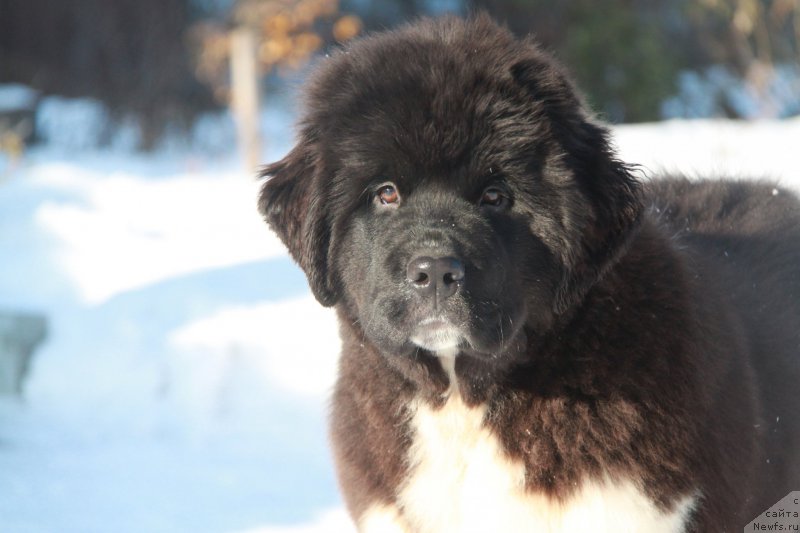 Фото: ньюфаундленд Akvian Song River of Taym (Аквиан Сонг Ривер оф Тайм)
