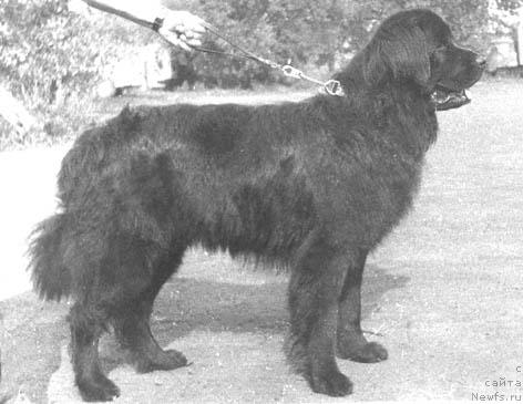 Фото: ньюфаундленд Fildjeral'd (Филджеральд)