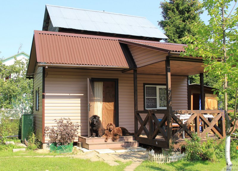 Фото: ньюфаундленд CHansi iz Zolotogo Treugol'nika (Чанси из Золотого Треугольника), ньюфаундленд Chernyi Sharm Angel'skaya Krasota (Черный Шарм Ангельская Красота)