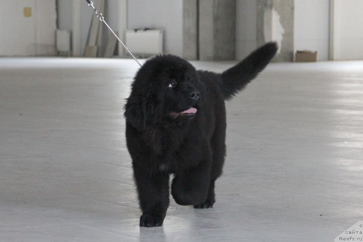 Фотография № 196208