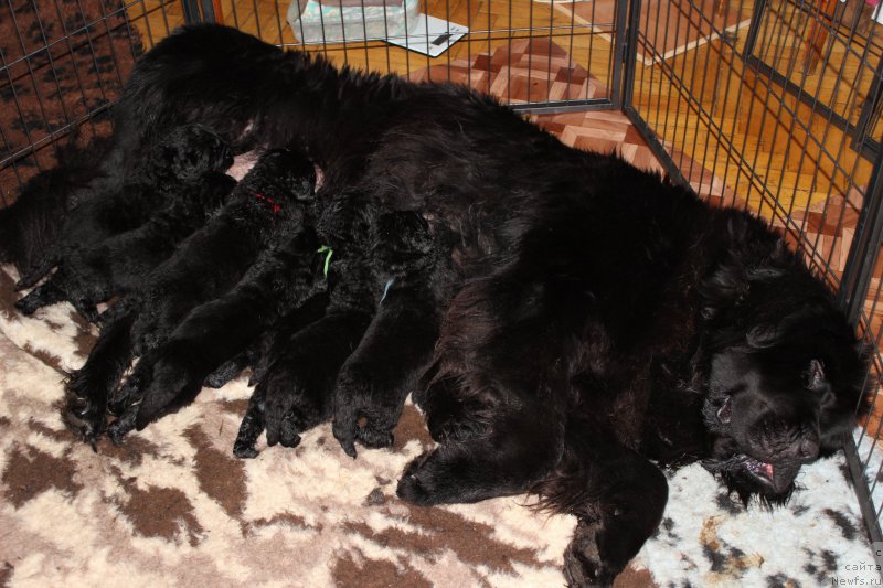 Фото: дети, ньюфаундленд Smigar Legenda Vesny (Смигар Легенда Весны)