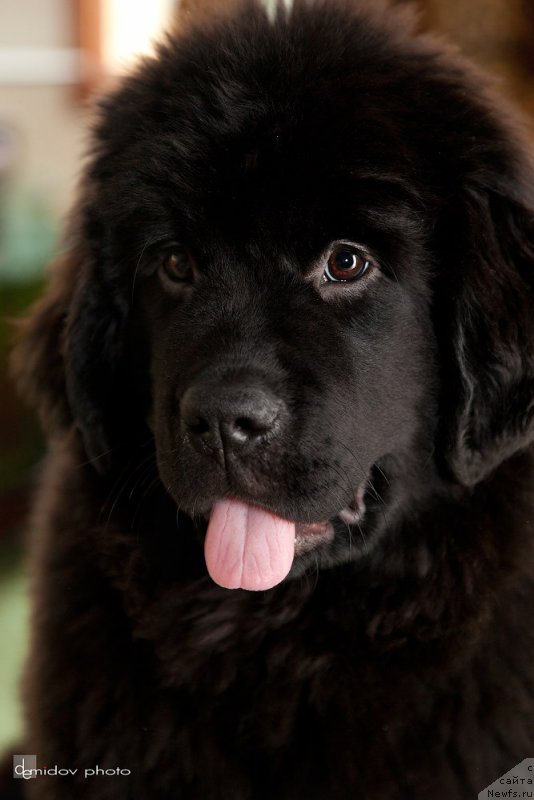 Фото: ньюфаундленд Belkonder-Club Bianca Marussia (Белкондер-Клаб Бьянка Маруша)