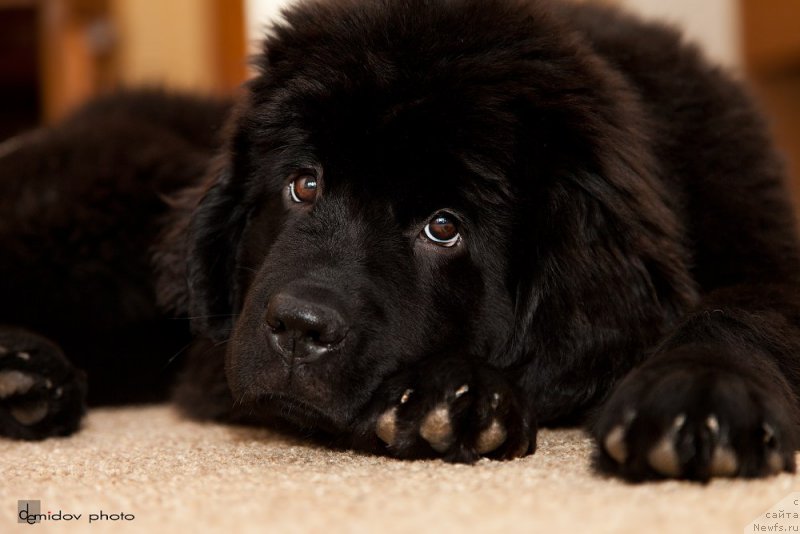 Фото: ньюфаундленд Belkonder-Club Bianca Marussia (Белкондер-Клаб Бьянка Маруша)
