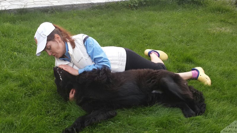 Фото: ньюфаундленд N'yufort Vlast' Ognya (Ньюфорт Власть Огня)