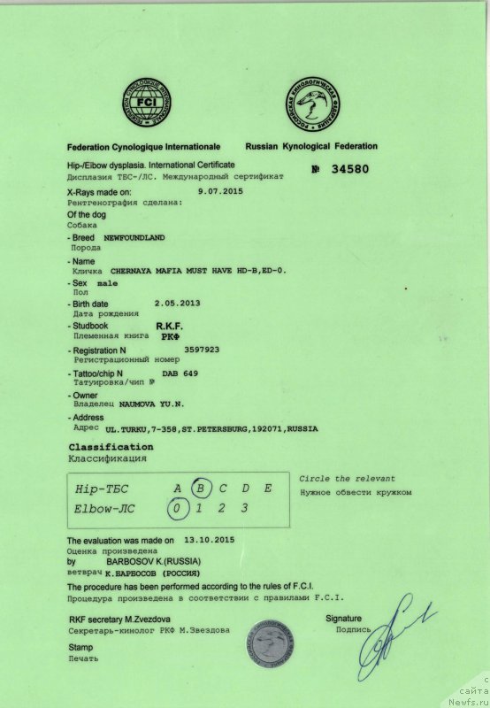 Фото: ньюфаундленд Chernaya Mafia Must Have (Черная Мафия Муст Хаве)