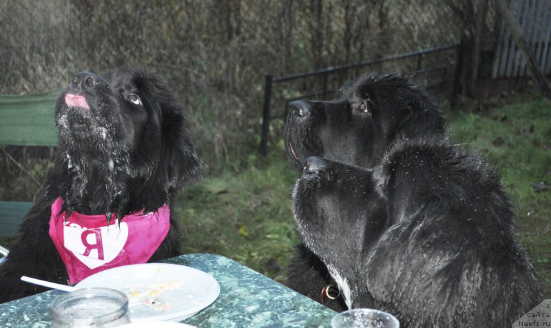 Фотография № 196276