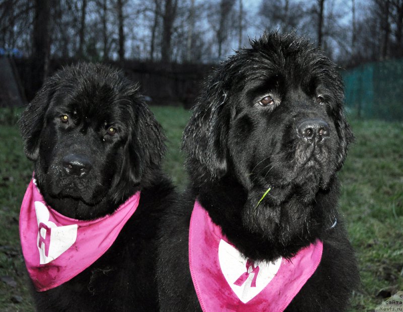 Фотография № 196279