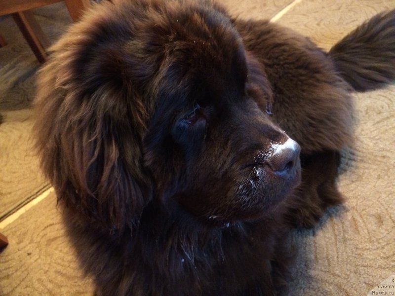 Фото: ньюфаундленд N'yufort Vasabi (Ньюфорт Васаби)