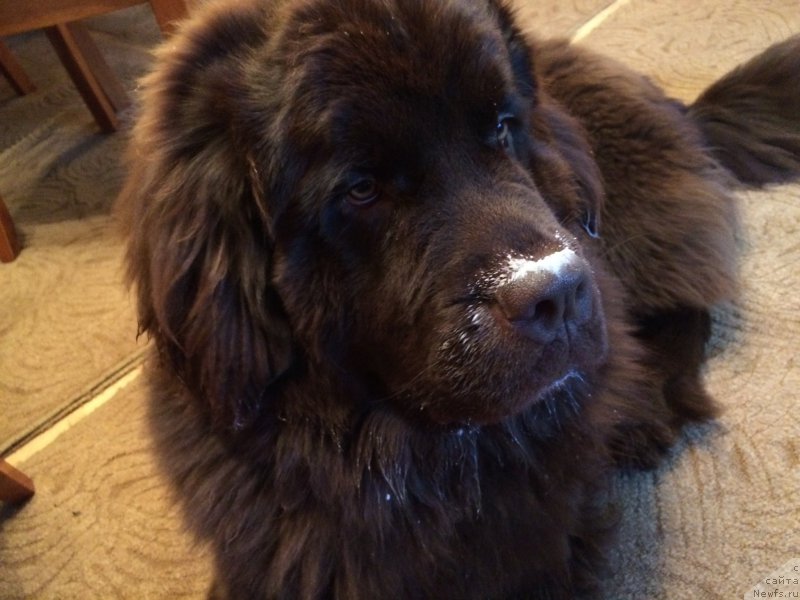 Фото: ньюфаундленд N'yufort Vasabi (Ньюфорт Васаби)