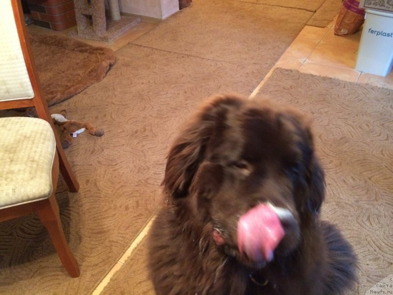 Фото: ньюфаундленд N'yufort Vasabi (Ньюфорт Васаби)