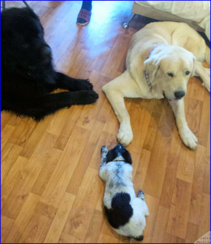 Фотография № 196289