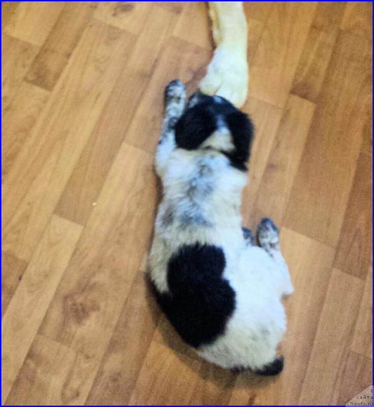 Фото: Lena Zyirina (Лена Зырина), Irina Sayapova (Ирина Саяпова)