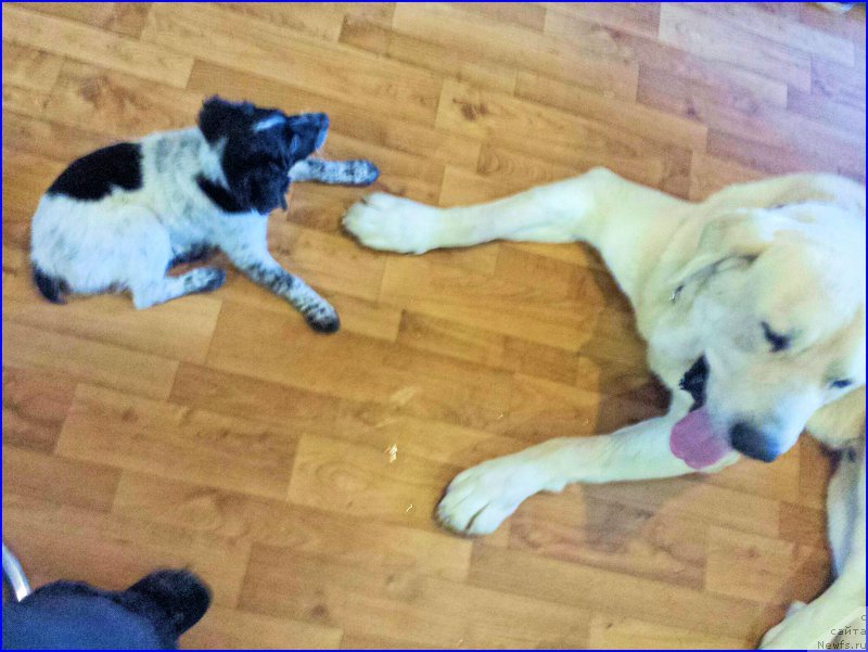 Фотография № 196291