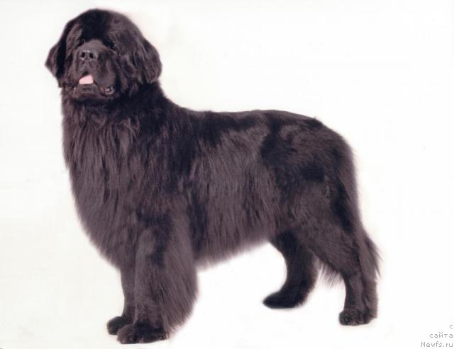 Фото: ньюфаундленд Vivat Vialiki Miadzvedz (Виват Вялiкi Мядзведзь)