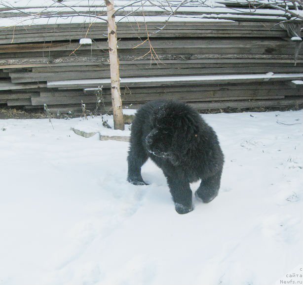 Фото: ньюфаундленд S'Nejnaya V'yuga Big Rashshen Boss (С'Нежная Вьюга Биг Рашшен Босс)