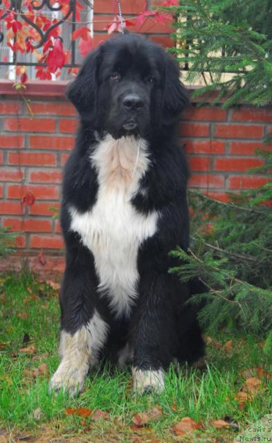 Фото: ньюфаундленд Piternyuf Zhit' Horosho (Питерньюф Жить Хорошо)