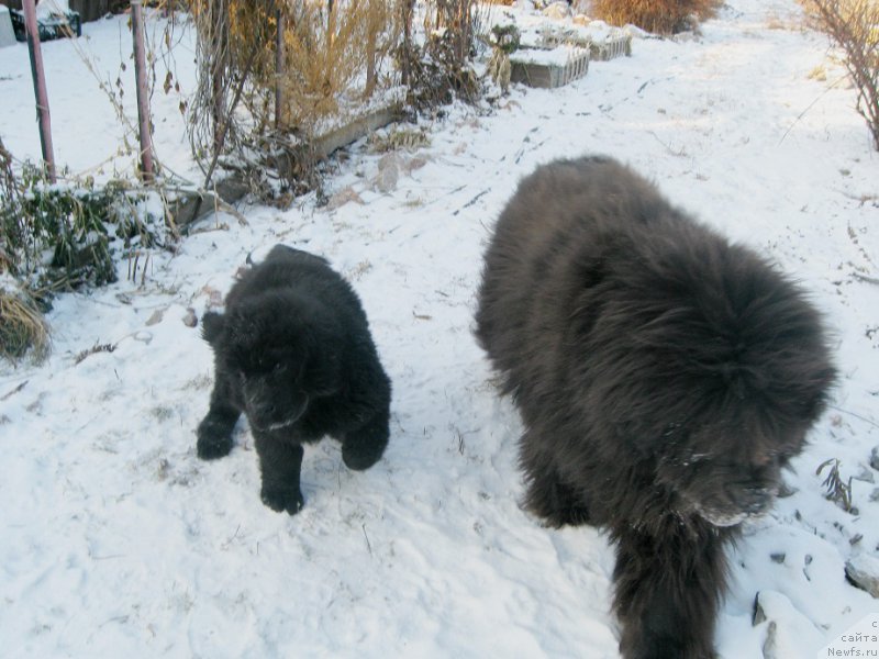 Фото: ньюфаундленд S'Nejnaya V'yuga Big Rashshen Boss (С'Нежная Вьюга Биг Рашшен Босс), ньюфаундленд Zahar iz Medvej'ego YAra (Захар из Медвежьего Яра)