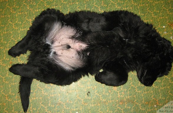 Фотография № 196312