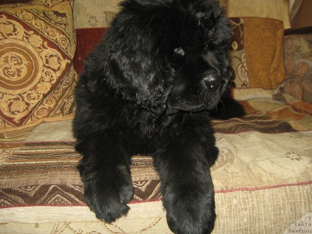 Фото: ньюфаундленд S'Nejnaya V'yuga Big Rashshen Boss (С'Нежная Вьюга Биг Рашшен Босс)