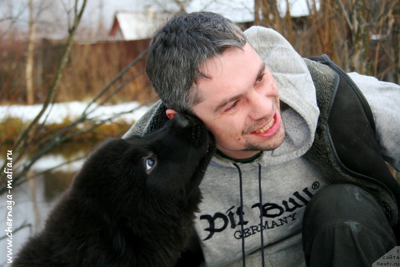 Фото: ньюфаундленд Chernaya Mafia Аll Rights Reserved (Черная Мафия Алл Ригхтс Ресервед)
