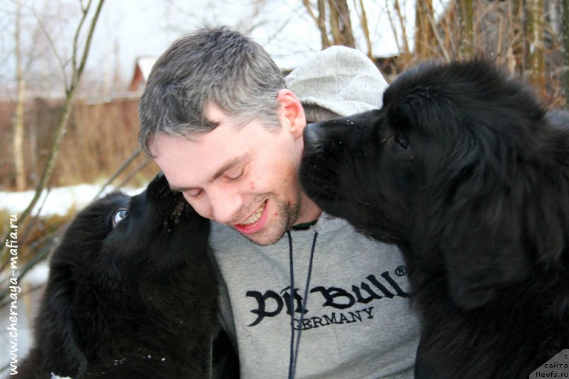 Фото: ньюфаундленд Chernaya Mafia Аll Rights Reserved (Черная Мафия Алл Ригхтс Ресервед), ньюфаундленд Chernaya Mafia Shengen Visa (Черная Мафия Шенген Виза)