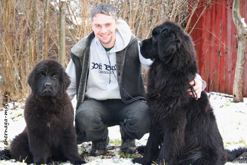 Фото: ньюфаундленд Chernaya Mafia Аll Rights Reserved (Черная Мафия Алл Ригхтс Ресервед), ньюфаундленд Chernaya Mafia Shengen Visa (Черная Мафия Шенген Виза)