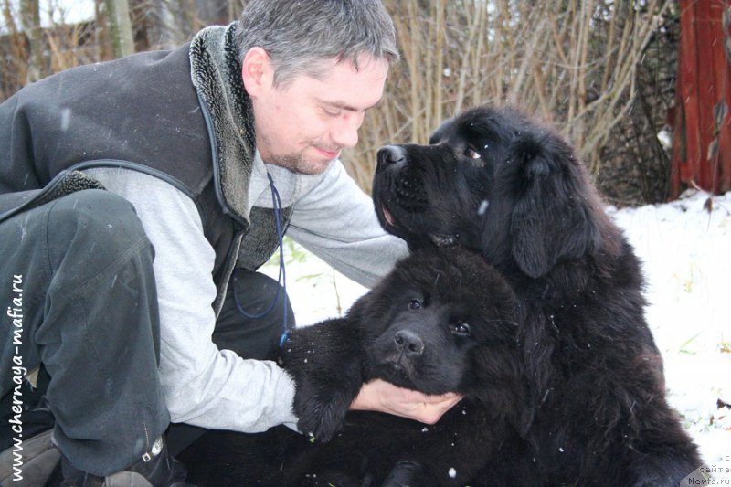 Фото: ньюфаундленд Chernaya Mafia Аll Rights Reserved (Черная Мафия Алл Ригхтс Ресервед), ньюфаундленд Chernaya Mafia Shengen Visa (Черная Мафия Шенген Виза)