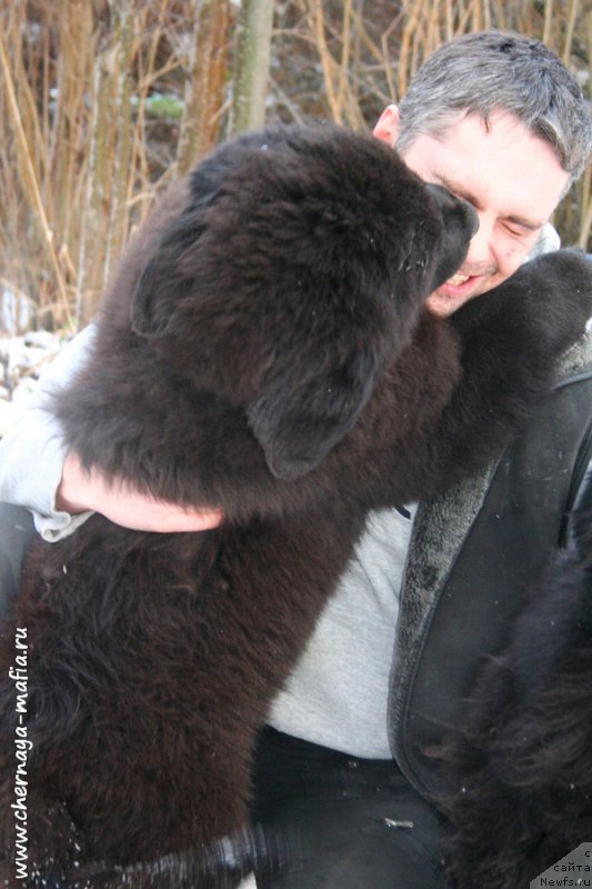 Фото: ньюфаундленд Chernaya Mafia Аll Rights Reserved (Черная Мафия Алл Ригхтс Ресервед)