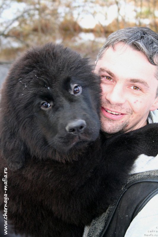 Фото: ньюфаундленд Chernaya Mafia Аll Rights Reserved (Черная Мафия Алл Ригхтс Ресервед)